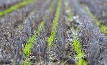 Crop stubbles can be a valuable forage source. 