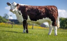 Heifer leads Hoghton View production sale at 7,500gns