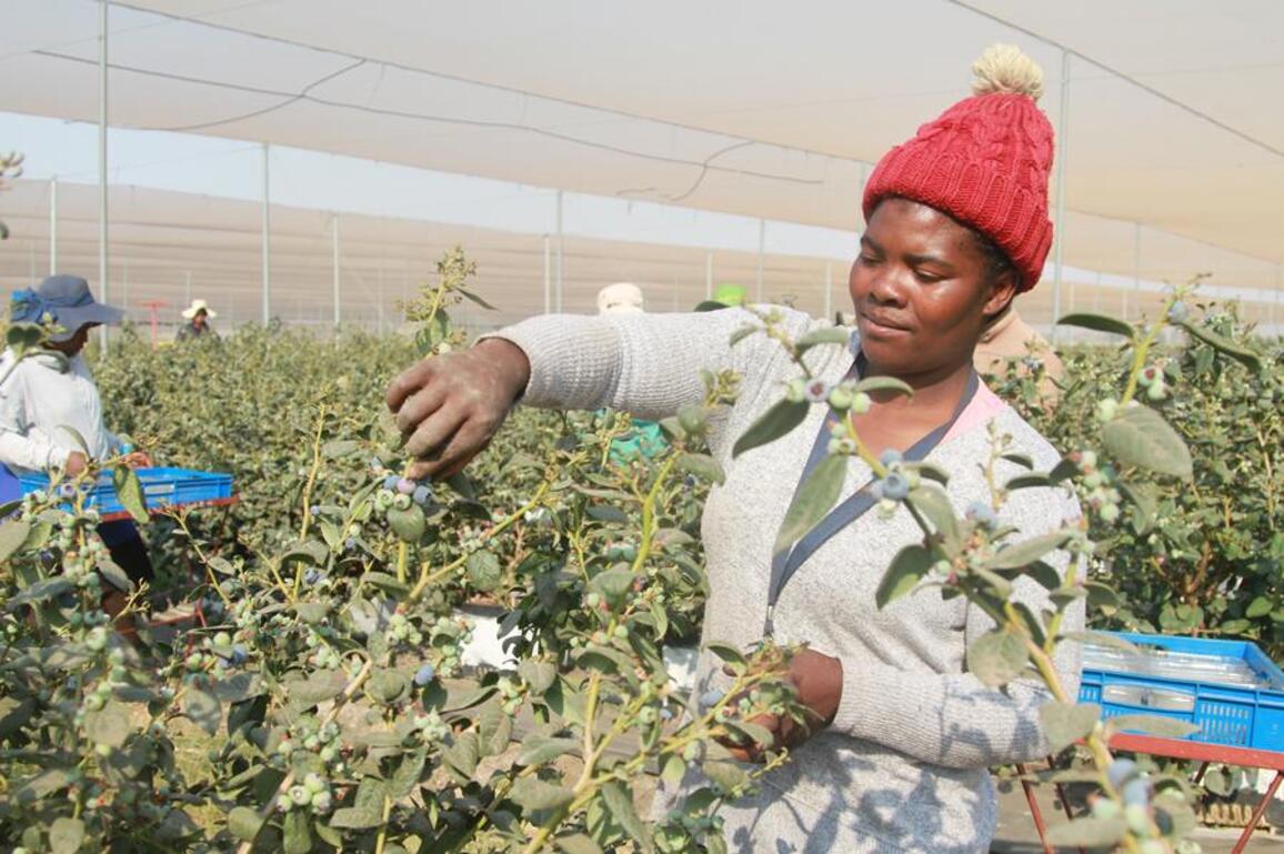 Interview: Zimbabwean exporters eye new opportunities in China at upcoming import expo