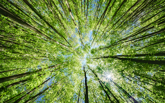 Survey: Nature increasingly seen as strategic priority for investors, despite ESG backlash