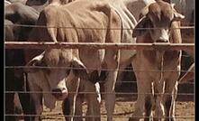  Kimberley cattle herd. Image by Karma Barndon.