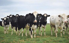 New entrants top Holstein bull rankings