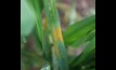  Stripe rust has been detected in wheat in Victoria. Image courtesy Agriculture Vicotria.