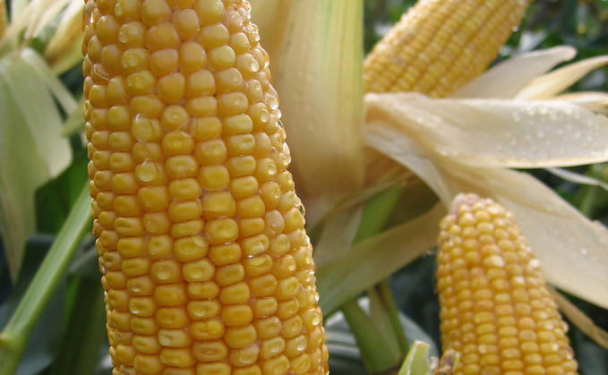 Partner Insight: Maximising the Feed Value of Maize