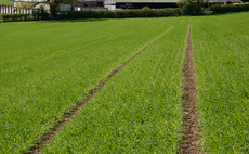 Scottish growers facing 'financial crisis' as early harvest takes its toll