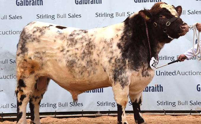 STIRLING BULL SALES: Beef Shorthorns topped at 25,000gns