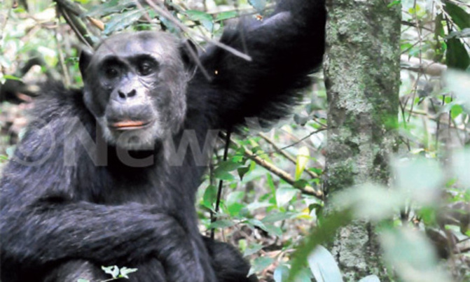 Conservation of apes threatened by Migrants, Investors Conservation of apes threatened by Migrants, Investors