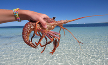 Prior to the bans, 98 per cent of Australian Lobster was destined for China. Credit: Aimee Davies, Shutterstock.