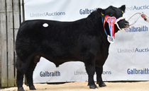 Stirling Bull Sales: 60,000gns Aberdeen-Angus bull sets new record