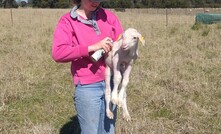 University of New England PhD student Erin Smith is looking to better understand how genetic resilience can impact wool fibre diameter. Credit: Erin Smith. 