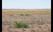  Feathertop Rhodes grass is an aggressive weed but has several control options, according to a USQ study. Image courtesy USQ.