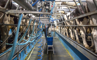 Identifying problems early in the milking routine improves herd health