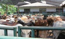 The Cattle Council of Australia's new president is Markus Rathsmann.