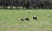 Common plant reduces sheep emissions