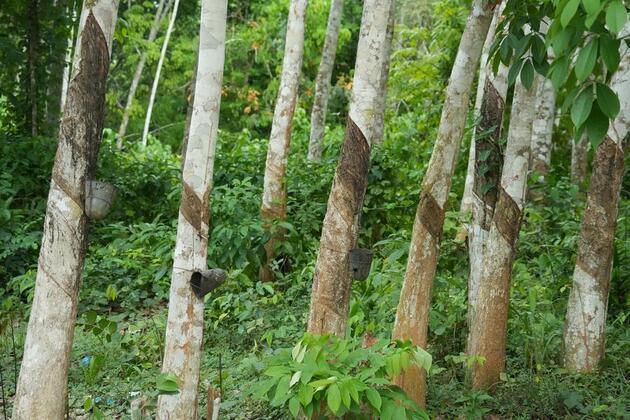 (Hello Africa) China's zero-tariff policy opens new opportunities for Cote d'Ivoire's rubber sector