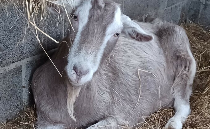 One of the missing goats found by police in Thorpe Underwood (North Yorkshire Police)