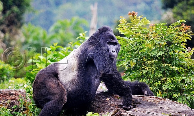 Man who killed gorilla jailed 11 years Man who killed gorilla jailed 11 years