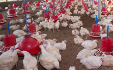 Nigerian poultry industry facing collapse