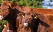 Red Angus delivers for low-input systems