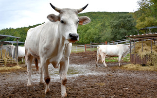 The White Giant: The Italian farm breeding the biggest cattle in the world 