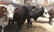 Oz in pole position for beef exports