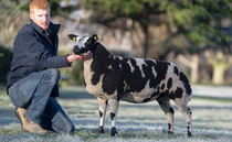  Pedigree sheep sales from around the marts
