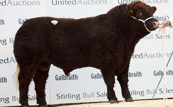 STIRLING BULL SALES: Salers top at 5,500gns