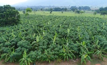 Floresta protegida no Brasil/Divulgação