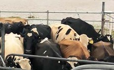 Cattle survive gruelling 40 mile swim through Australia's floodwaters