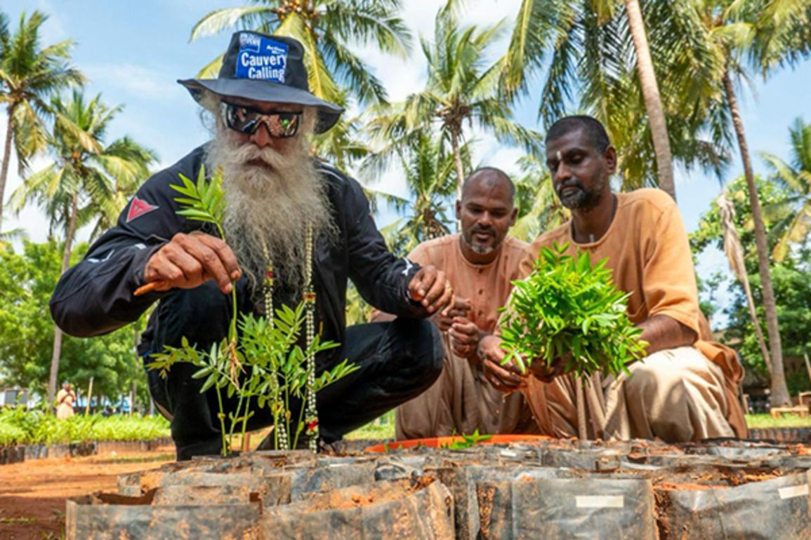1.36 cr saplings planted in 2024-25 under Cauvery Calling, total plantation soars to 12.2 cr