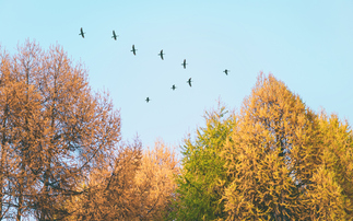 Migratory birds fly over birch trees | Credit: iStock