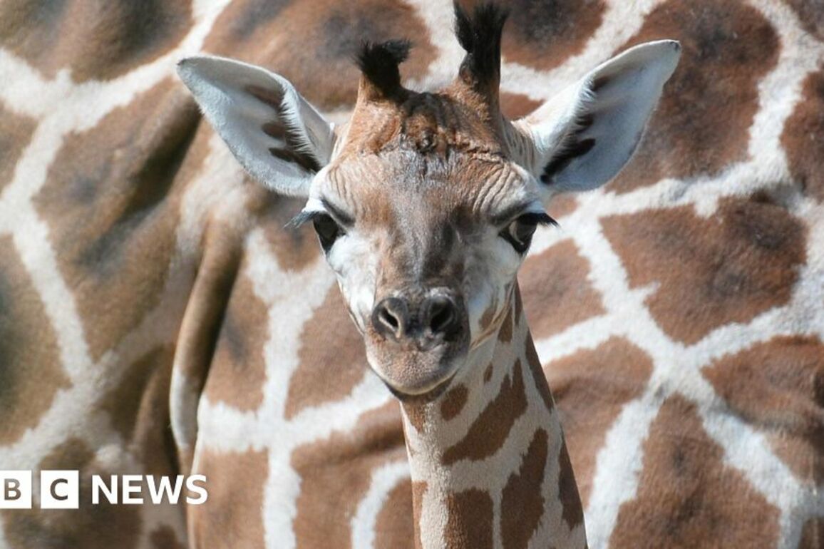 Belfast Zoo closed for a second day after E.coli outbreak