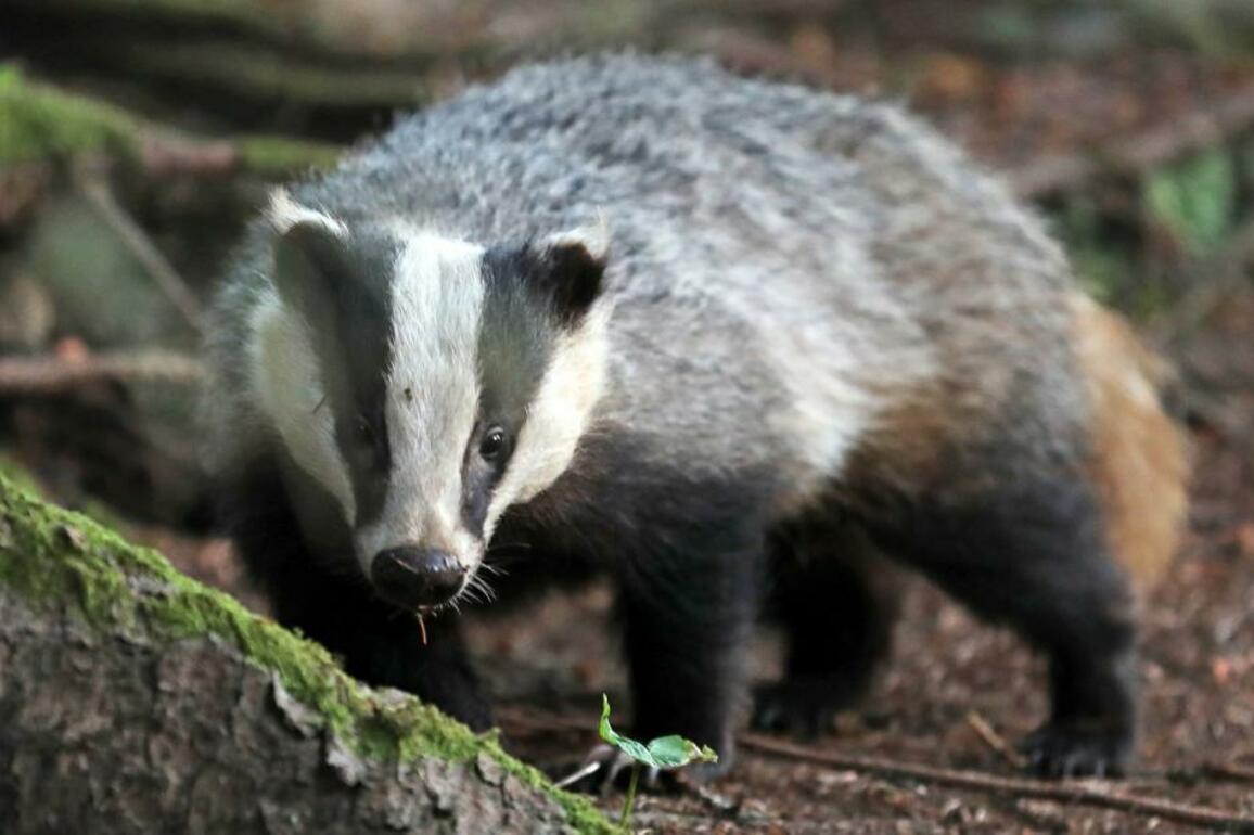 Contest date fixed for case of disturbing protected animal