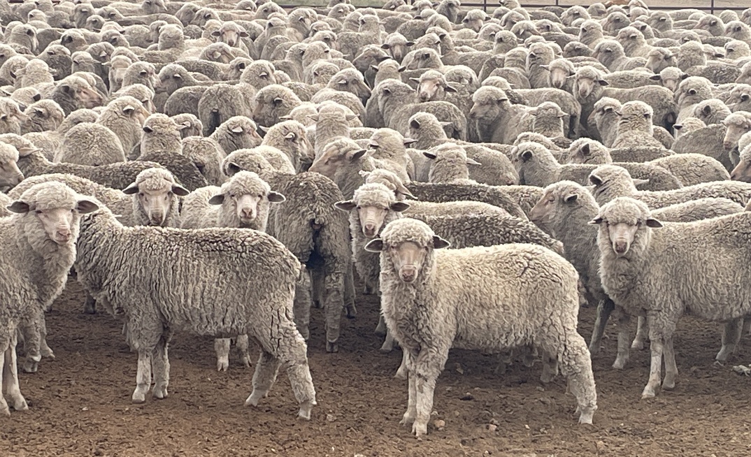 Sheep Producers Australia are leading two national projects focused on a sustainable and profitable future for the sheep and wool sectors. 