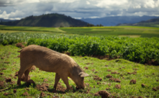 Agriculture investing: growing fields of green