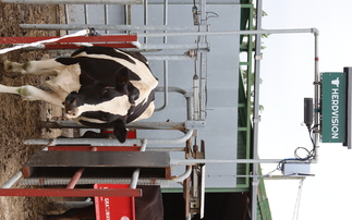 The 3D camera captures all data to accurately score the composition of the cow.