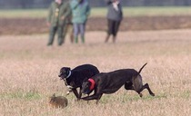 Seven men charged with hare coursing after dead hares found in vehicles 