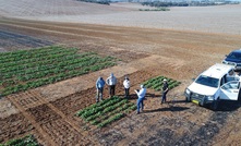  The CSIRO and Pacific Seeds are partnering to help improve canola hybrids in Australia. Image courtesy Pacific Seeds.