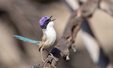 The endangered purple-crowned fairy wren