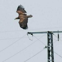 Overhead power lines kill millions of birds a year. Scientists found a way to help cut the devastating toll
