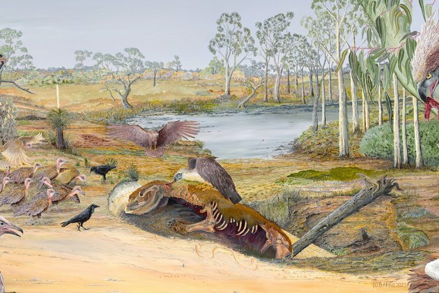 Giant eagles and scavenging vultures shared the skies of ancient Australia