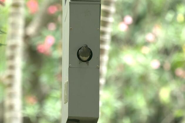 Lampposts in south China's Shenzhen double as cozy bird nurseries