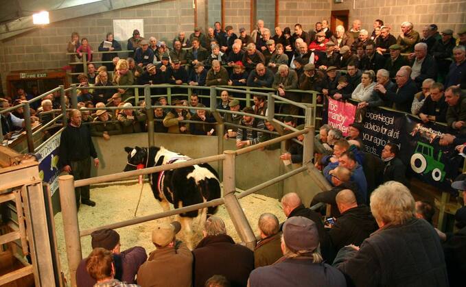  IFA National livestock chair urges farmers to “resist attempts by factories to reduce the price” of their cattle