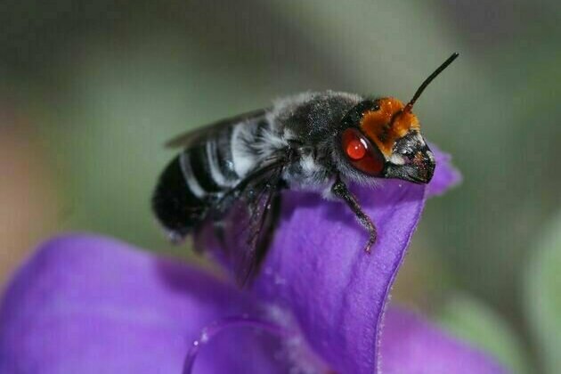 Australia's native bees struggled after the Black Summer fires - but a world-first solution brought them buzzing back