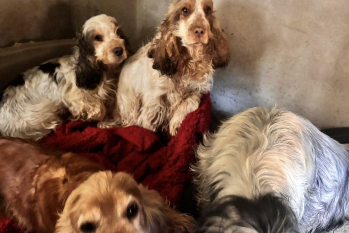 West Wales Poundies plea after 108 neglected dogs seized