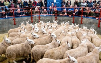 Livestock throughput figures encouraging during period of falling stock numbers