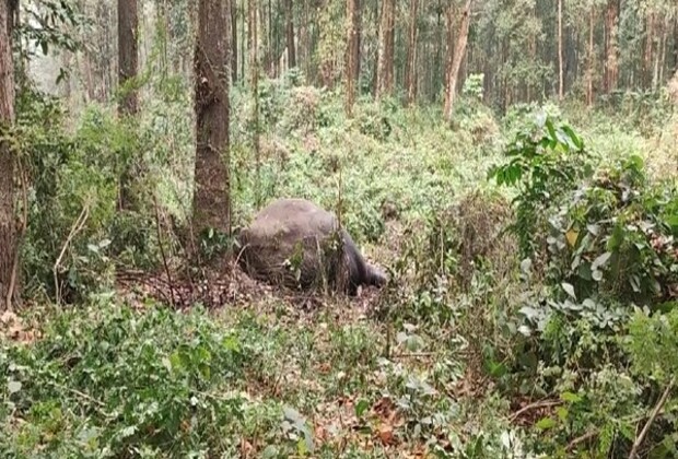 West Bengal: Forest officials discover carcass of 'Makna' elephant in Bagdogra