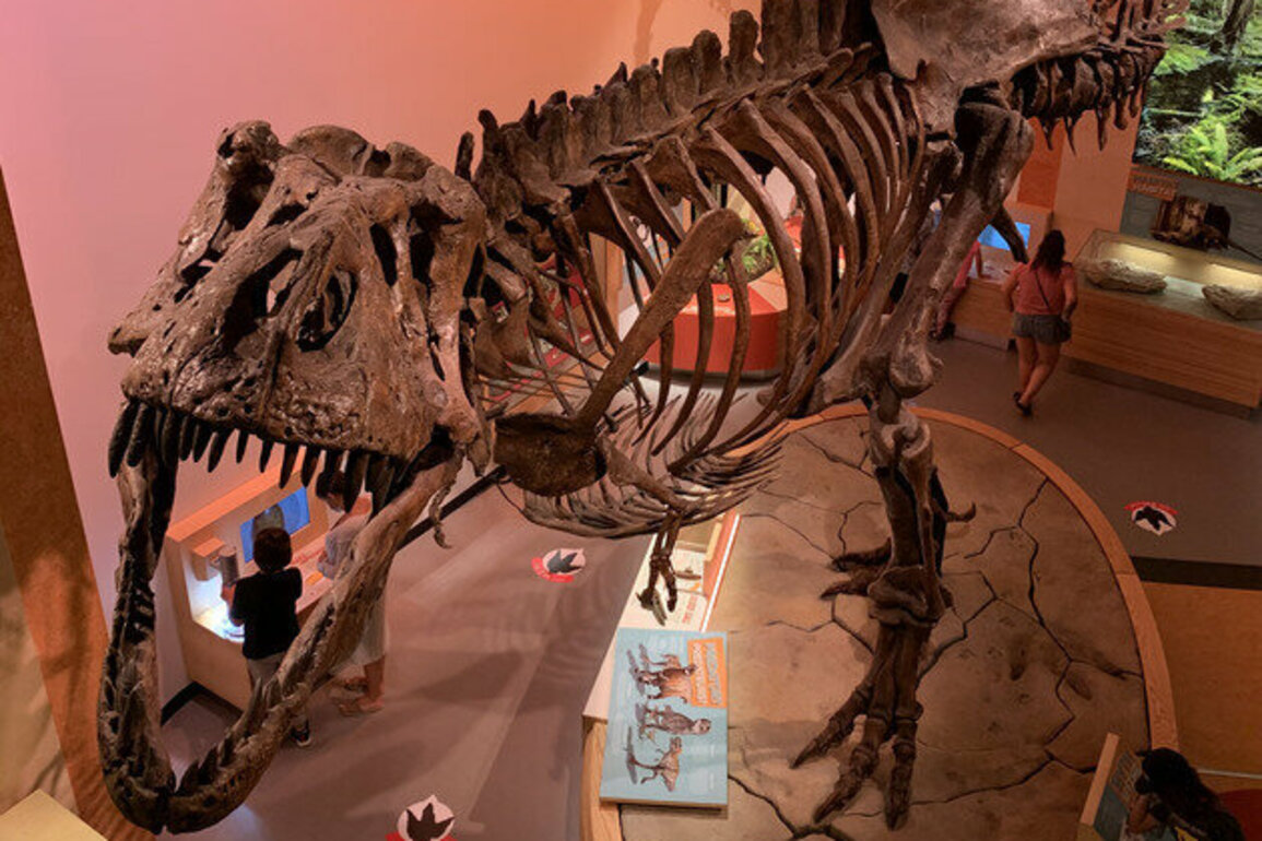 I'm a physicist who studies fossils, and I recently discovered preserved blood vessels in the world's largest T. rex