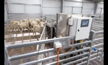  A project in a new Sheep Feed Intake Facility in WA aims to breed sheep that require less feed to produce more meat and less carbon emissions. Picture courtesy DPIRD.