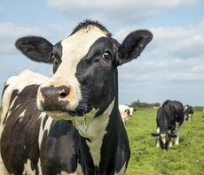 Global Briefing: Denmark to charge farmers €100 per cow in 'world first' carbon tax